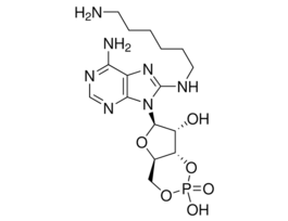 8-(6-Aminohexyl)aminoadenosine 3':5'-cyclic monophosphate~98%