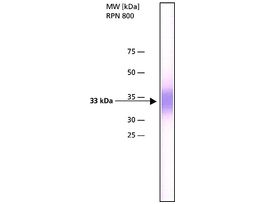 Monoclonal Anti-hABH3 antibody produced in mouseclone hABH3-99, purified immunoglobulin, buffered aqueous solution
