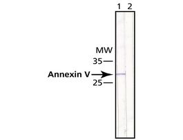 Monoclonal Anti-Annexin V antibody produced in mouseclone AN5, purified from hybridoma cell culture 200UL