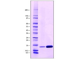 Avidin from egg whiteBioUltra, lyophilized powder, 10-15 units/mg protein (E1%/280), >=98% (SDS-PAGE) 10MG