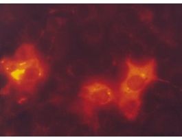 Monoclonal ANTI-FLAG(R) M2-Cy3(TM) antibody produced in mouseclone M2, purified immunoglobulin, buffered aqueous solution (Supplied as a solution in 10 mM sodium phosphate,) 1MG