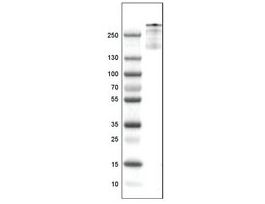 Monoclonal Anti-VWF antibody produced in mousePrestige Antibodies(R) Powered by Atlas Antibodies, clone CL1950, purified immunoglobulin, buffered aqueous glycerol solution