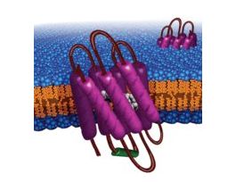 Bacteriorhodopsin from Halobacterium salinarumnative sequence, lyophilized powder 1MG