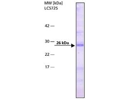 Monoclonal Anti-Bcl-2 antibody produced in mouseclone Bcl-2-100, ascites fluid