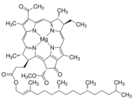 Bacteriochlorophyll from Rhodopseudomonas sphaeroides 1MG