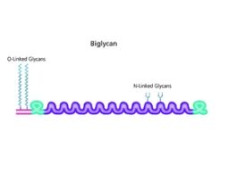 Biglycan from bovine articular cartilageessentially salt-free, lyophilized powder (from a sterile-filtered solution)