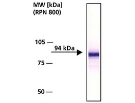 Anti-beta-Catenin antibody produced in rabbitwhole antiserum