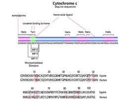 Cytochrome c from equine heart>=95% (SDS-PAGE) 500MG