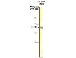 Anti-CaM Kinase IV (CaMKIV) (AY-18) antibody produced in rabbitIgG fraction of antiserum, buffered aqueous solution