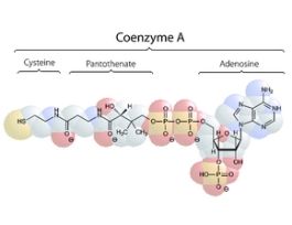 Coenzyme A sodium salt hydratesuitable for cell culture, BioReagent 10MG