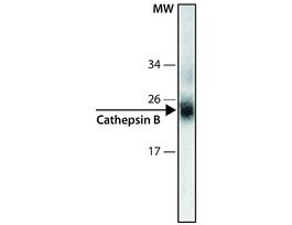 Monoclonal Anti-Cathepsin B antibody produced in mouse~1.5 mg/mL, clone CB59-4B11, purified immunoglobulin, buffered aqueous solution