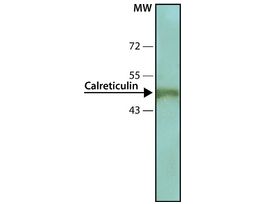 Monoclonal Anti-Calreticulin antibody produced in mouseclone TO-11, tissue culture supernatant, buffered aqueous solution
