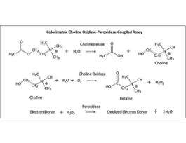 Butyrylcholinesterase from equine serumlyophilized powder, >=10 units/mg protein 1.2KU