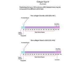 Collagen from human placentaBornstein and Traub Type IV, powder 10MG