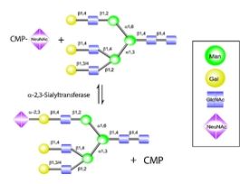 Cytidine-5'-monophospho-N-acetylneuraminic acid sodium salt>=85% (HPLC) 5MG