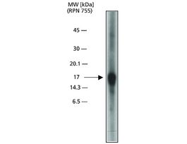 Anti-Caspase 3, Active antibody produced in rabbitIgG fraction of antiserum, buffered aqueous solution 100UL