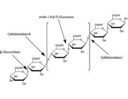 Cellulase from Trichoderma reesei ATCC26921lyophilized powder, >=1 unit/mg solid 2.5KU