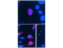 Anti-Cyclin B1 antibody produced in rabbitIgG fraction of antiserum, buffered aqueous solution