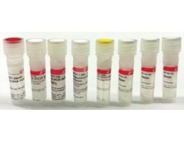 PCR Core kit with Taq DNA polymerasePCR components in separate tubes to allow for optimization