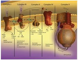 Cytochrome c Oxidase Assay Kitsufficient for 100 tests, soluble and membrane bound mitochondria
