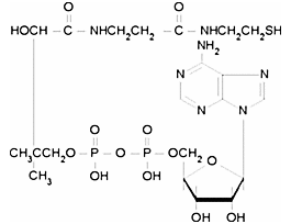 3'-Dephosphocoenzyme A>=90% (HPLC) 5MG