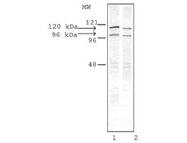 Anti-Drebrin antibody produced in rabbitIgG fraction of antiserum, buffered aqueous solution