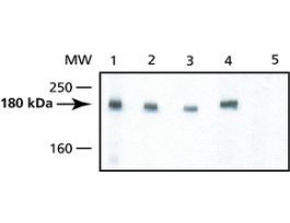 Anti-DNMT1 antibody produced in rabbitaffinity isolated antibody, buffered aqueous solution