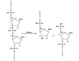 Deoxyribonuclease I from bovine pancreasType IV, lyophilized powder, >=2,000 Kunitz units/mg protein 750KU