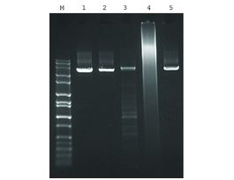 JumpStart(TM) AccuTaq(TM) LA DNA PolymeraseHot-start high fidelity Taq enzyme, 10X buffer included 500UN
