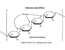 Driselase(R) Basidiomycetes sp.plant cell culture tested, BioReagent 1G