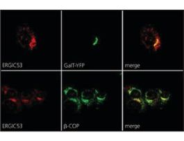Anti-ERGIC-53/p58 antibody produced in rabbitaffinity isolated antibody, buffered aqueous solution