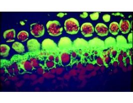 ExtrAvidin(R)-FITCbuffered aqueous solution .2ML