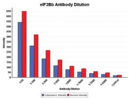 Anti-eIF2Bbeta (N-terminal) antibody produced in rabbit~1.0 mg/mL, affinity isolated antibody, buffered aqueous solution