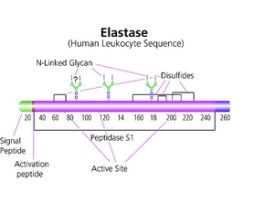 Elastase from human leukocyteslyophilized powder, >=50 units/mg protein (Bradford)