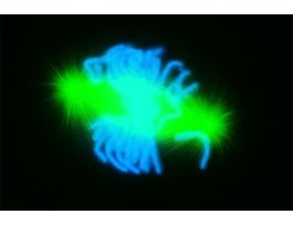 Anti-Mouse IgG (whole molecule)-FITC antibody produced in goataffinity isolated antibody, buffered aqueous solution 5X2ML