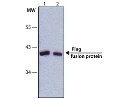 Monoclonal ANTI-FLAG(R) antibody produced in rabbitclone SIG1-25, ascites fluid 200UL