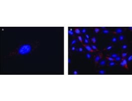 Anti-FMR1 (C-terminal) antibody produced in rabbit~1.0 mg/mL, affinity isolated antibody, buffered aqueous solution