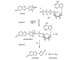Adenosine 5'-triphosphate (ATP) Bioluminescent Assay Kitfor ATP quantitation
