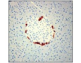 Monoclonal Anti-Glucagon antibody produced in mouseclone K79bB10, ascites fluid .2ML