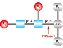 PNGase F from Elizabethkingia miricolabuffered aqueous solution 50UN