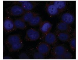 Anti-GW182 antibody produced in rabbit~1.0 mg/mL, affinity isolated antibody, buffered aqueous solution