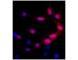Monoclonal Anti-Green Fluorescent Protein (GFP) antibody produced in mouseclone GFP-20, ascites fluid 100UL
