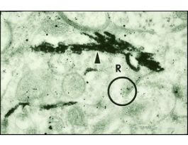 Anti-Glutamate antibody produced in rabbitwhole antiserum