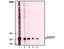 Monoclonal Anti-GAPDH antibody produced in mouse~1 mg/mL, clone GAPDH-71.1, purified immunoglobulin, buffered aqueous solution 200UL