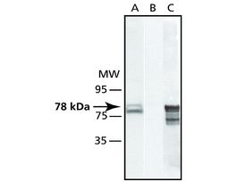 Anti-GRP78/BiP (ET-21) antibody produced in rabbitIgG fraction of antiserum, buffered aqueous solution