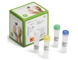 Genomiphi(TM) V2 DNA Amplification KitGE Healthcare, 25-6600-31, sufficient for 100 reactions