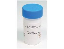 E. coli BL21GE Healthcare, 27-1542-01, pack of 1 vial