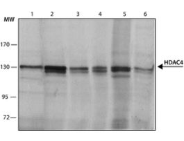 Monoclonal Anti-Histone Deacetylase 4 (HDAC4) antibody produced in mouse~2 mg/mL, clone HDAC4-144, purified immunoglobulin, buffered aqueous solution