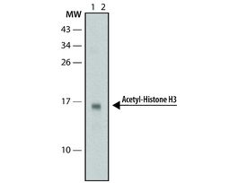 Monoclonal Anti-acetyl-Histone H3 (Ac-Lys9) antibody produced in mouse~2 mg/mL, clone AH3-120, purified immunoglobulin, buffered aqueous solution