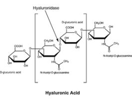 Hyaluronidase from sheep testesType II, lyophilized powder, >=300 units/mg solid 5G